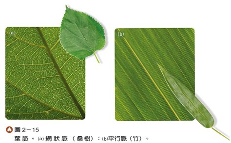 平行脈植物